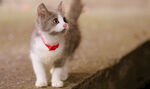 小猫