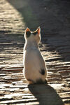 小猫