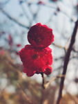 鲜花