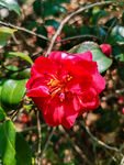 茶花