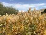敦煌鸣沙山月牙泉