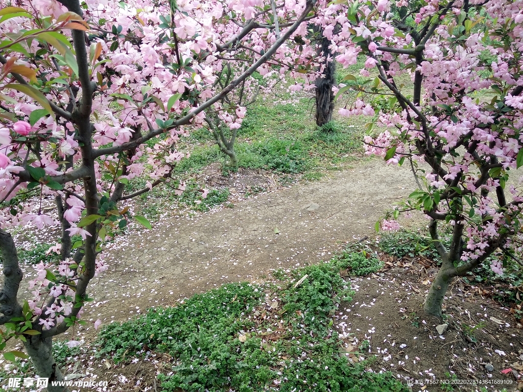 粉海棠