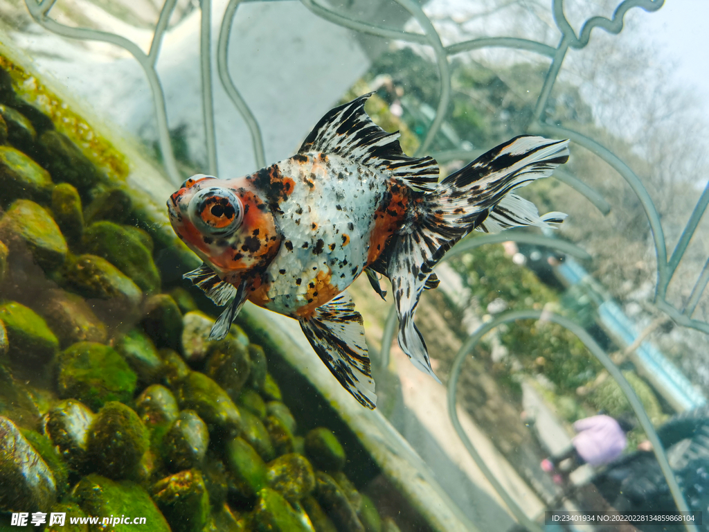 水族馆热带鱼