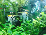 水族馆热带鱼