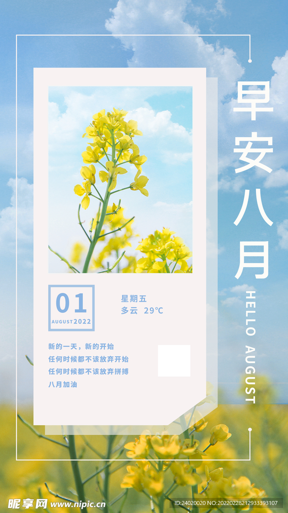 油菜花早安