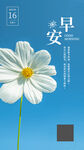 简约鲜花早安海报