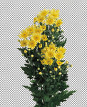 透明底花艺          
