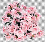 透明底花艺          