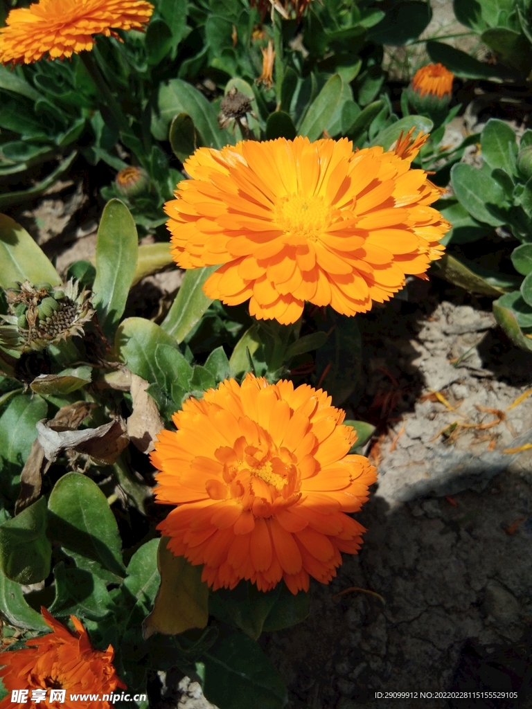 花