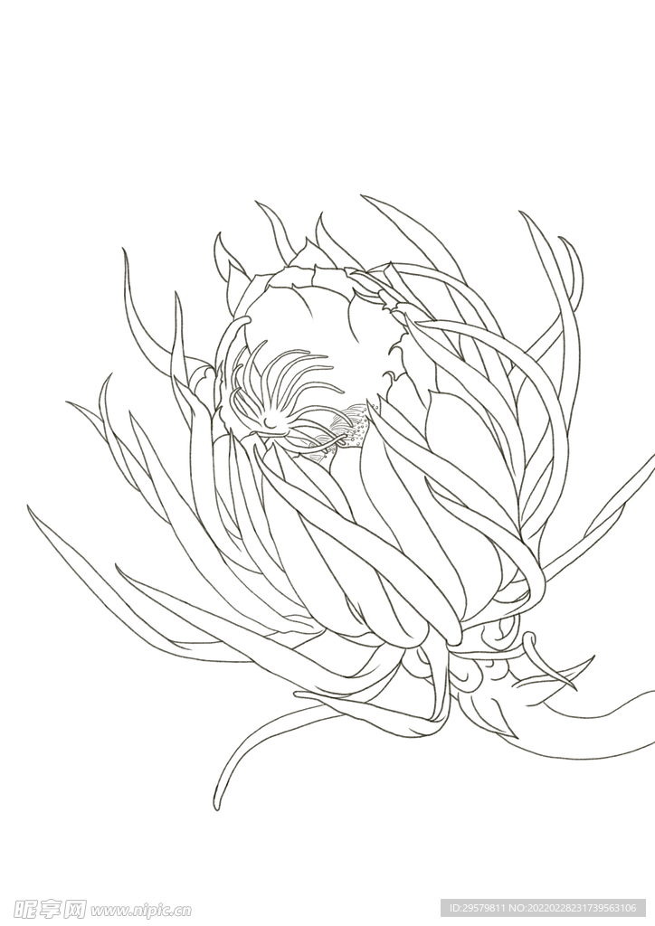 昙花