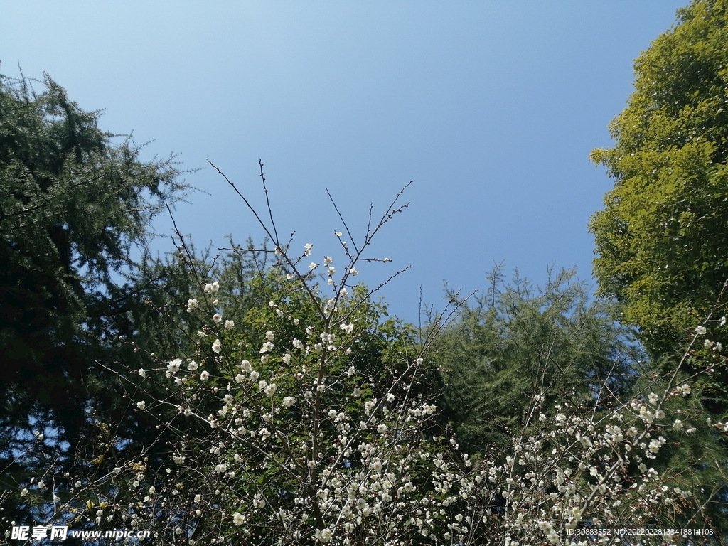 春景 腊梅 桃花 天空