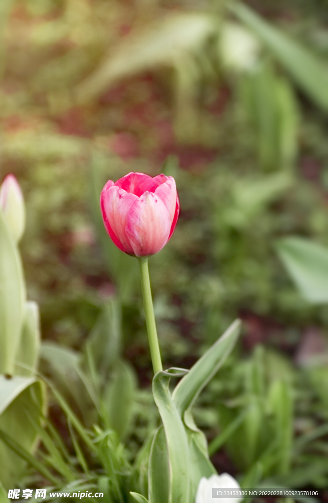春天公园粉色郁金香花