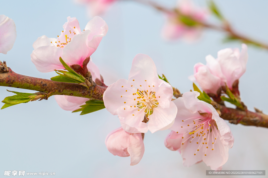 春暖花开春天桃花蓝天