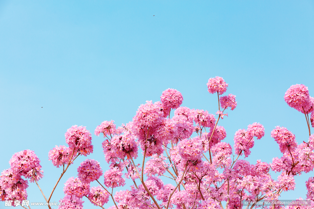 风铃花春天花朵公园赏花