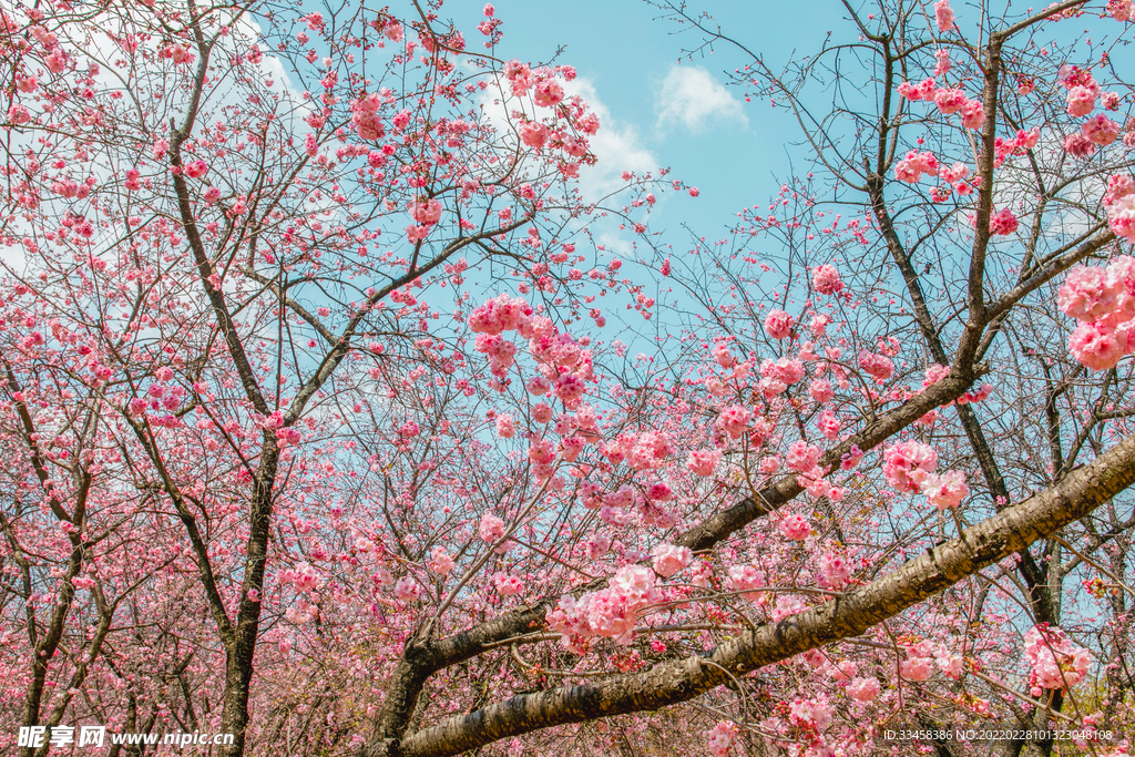 春天桃花繁花盛开自然风景