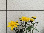 黄色菊花