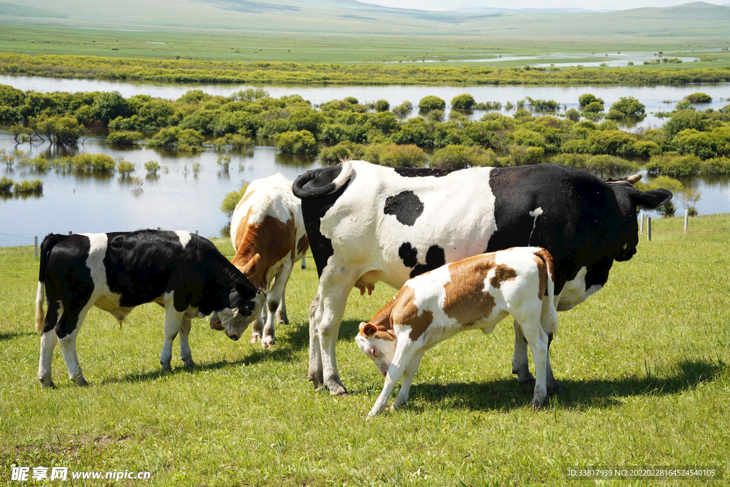 内蒙天然牧场奶牛
