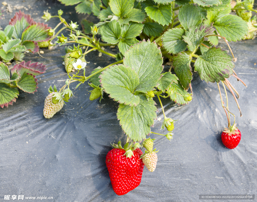 新鲜草莓高清大图 