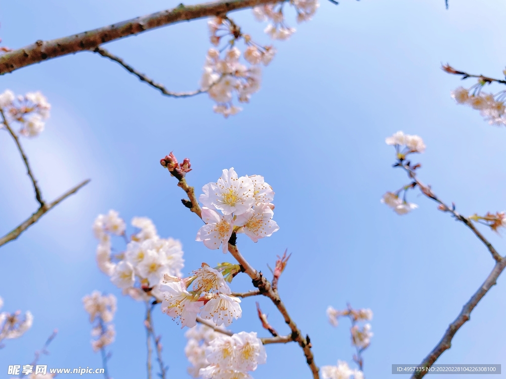 樱桃花