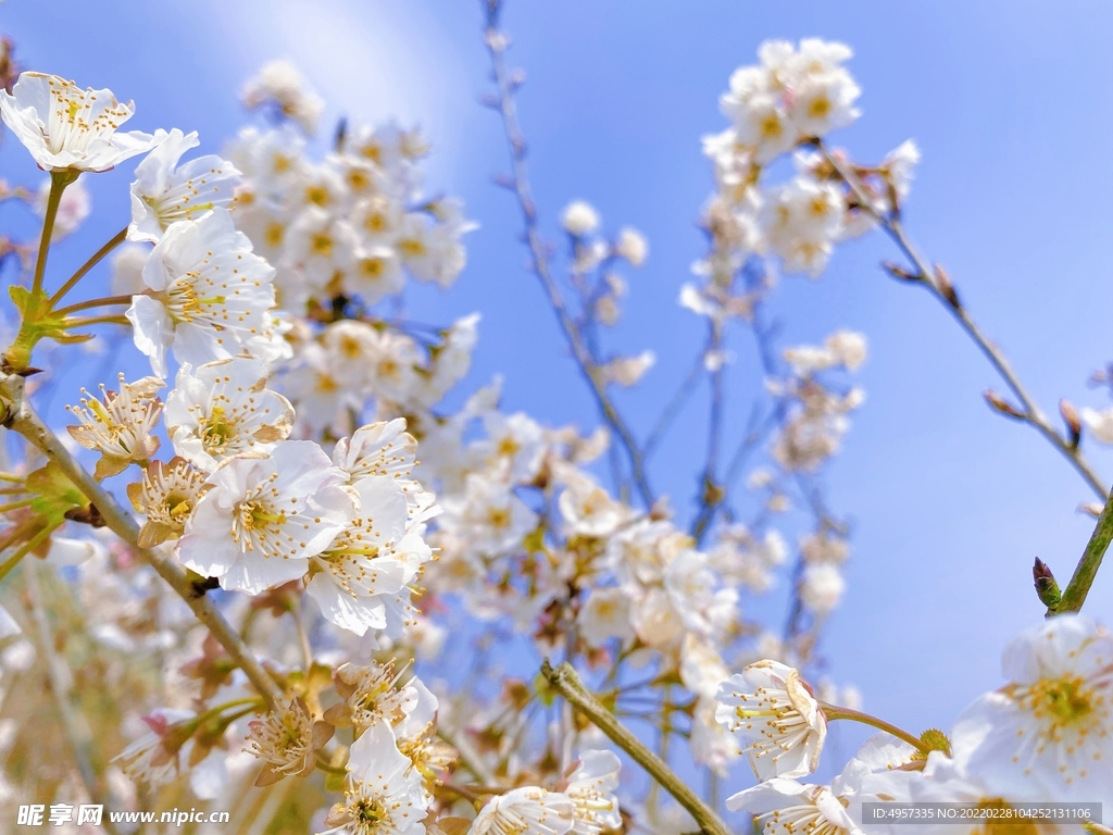 樱桃花