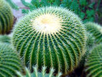 植物
