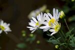 矢车菊