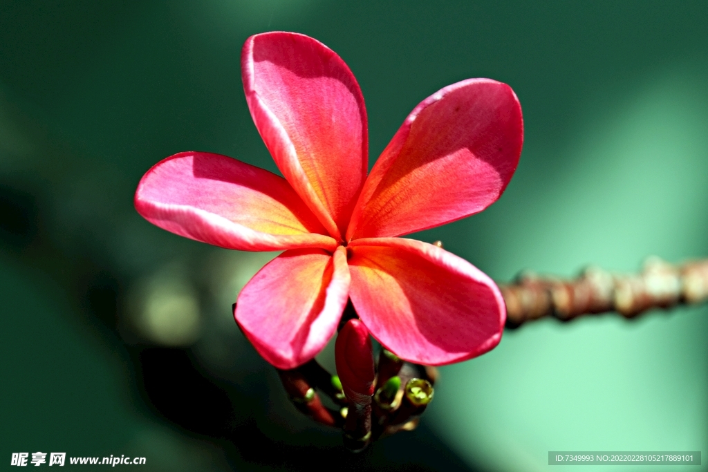 红色鸡蛋花