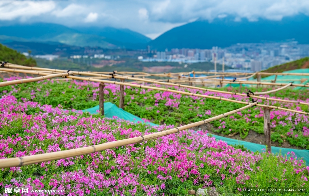 大理云想山花海 