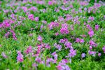 大理 云想山 花海 花丛 花园
