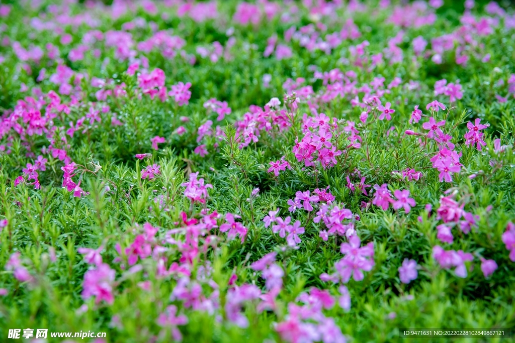 大理 云想山 花海 花丛 花园