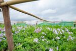 大理云想山花海