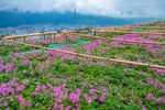大理云想山花海