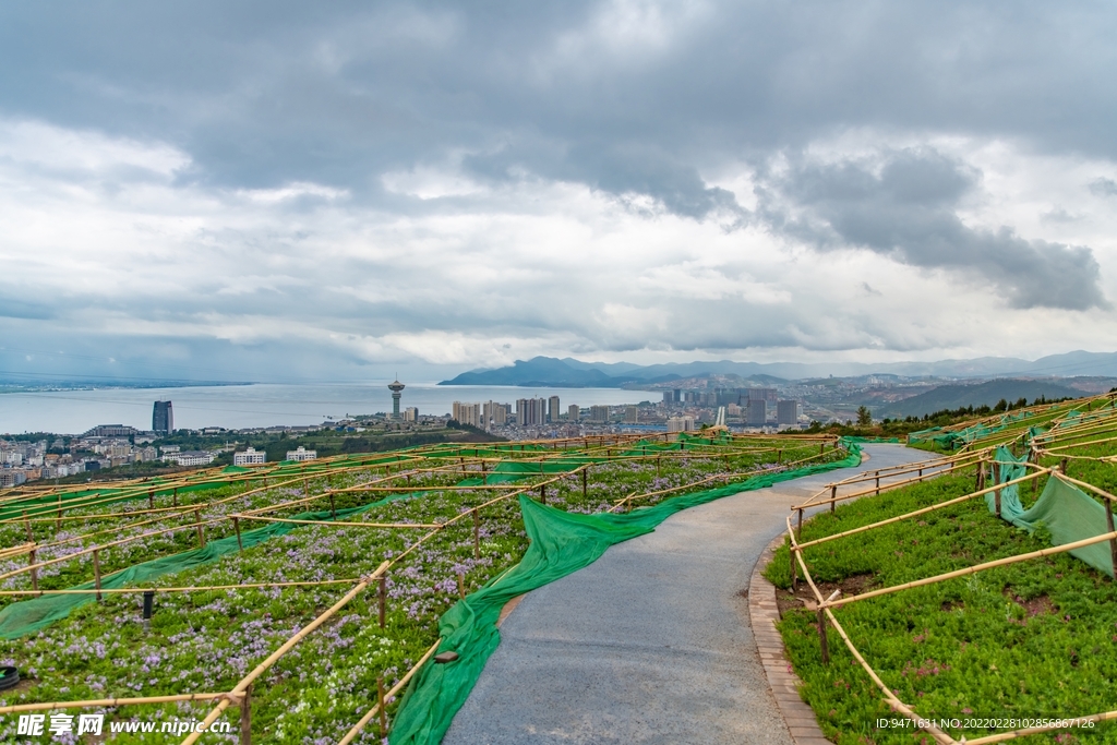 大理云想山花海