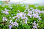 大理云想山花海