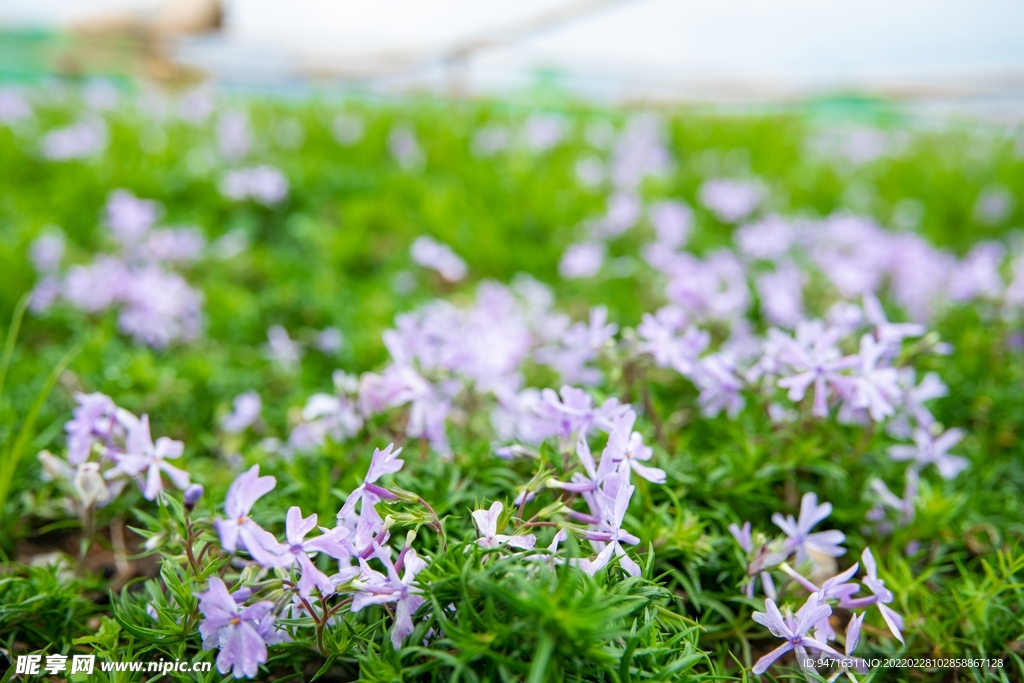 大理云想山花海