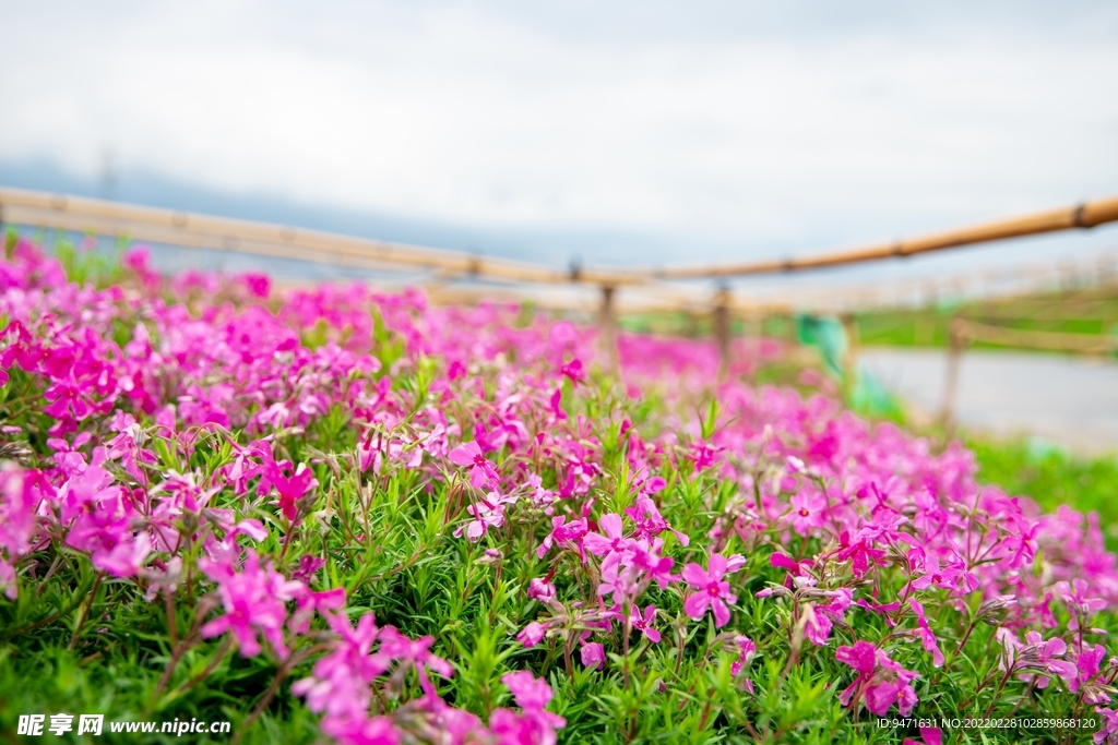 大理云想山花海