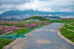 大理云想山花海 