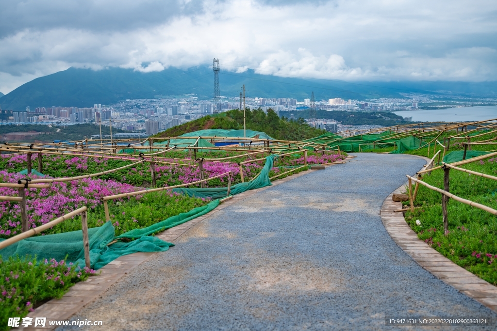 大理云想山花海 