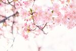 春日桃花特写