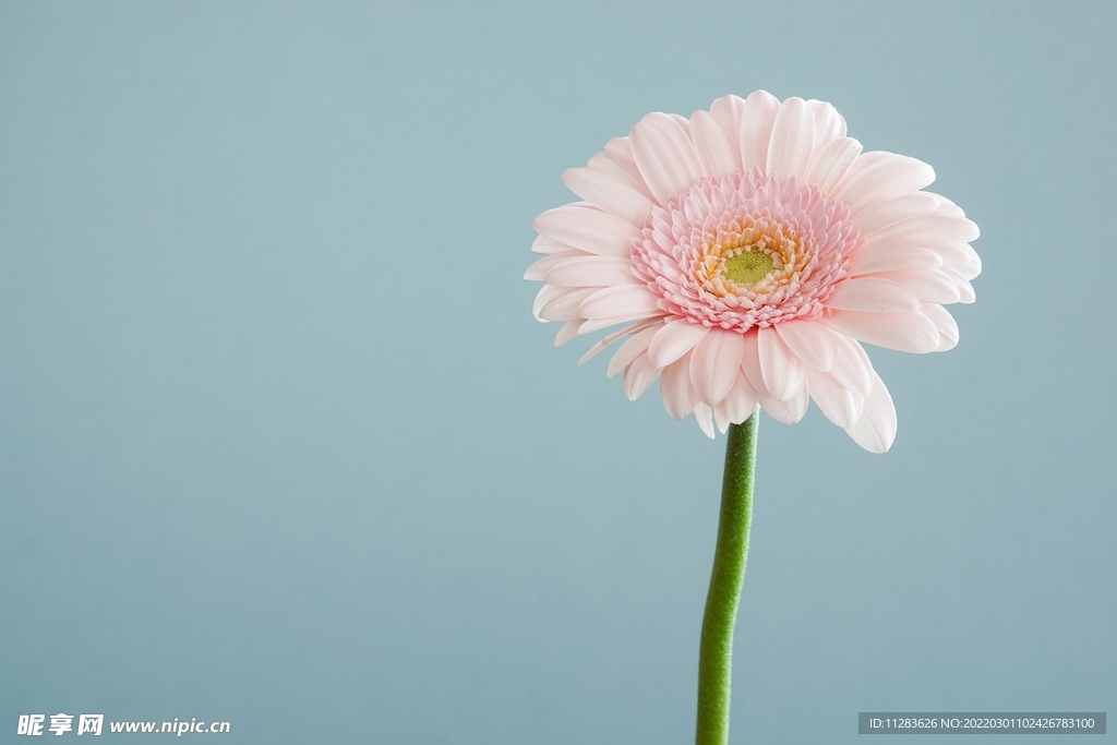 菊花特写