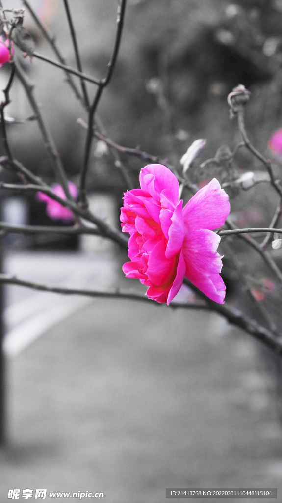 月季花朵花卉 