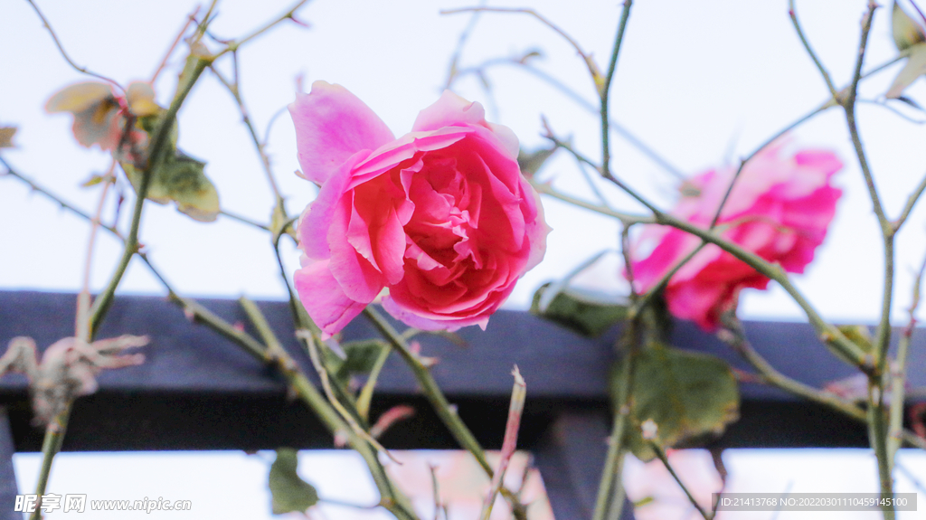 月季花朵花卉