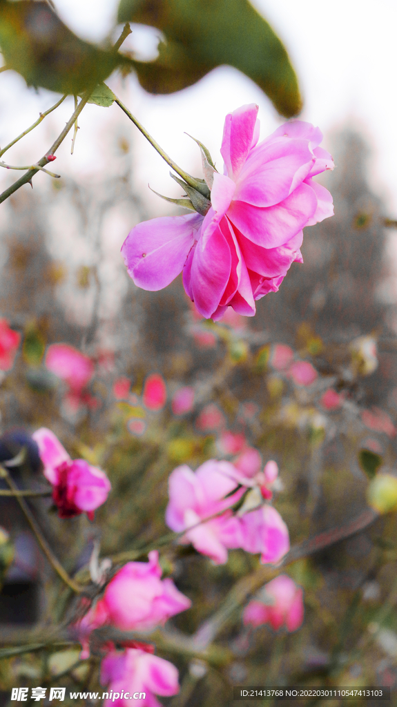 月季花朵花卉 