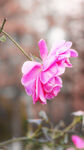 月季花朵花卉 