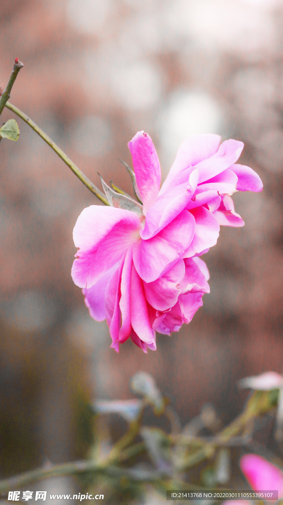 月季花朵花卉 