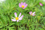 格桑花