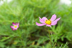 格桑花