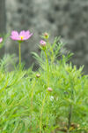 波斯菊