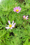 格桑花
