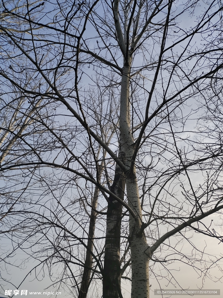 树